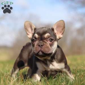 Willow, French Bulldog Puppy